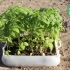Keď môžete zasadiť sadenice v skleníku
